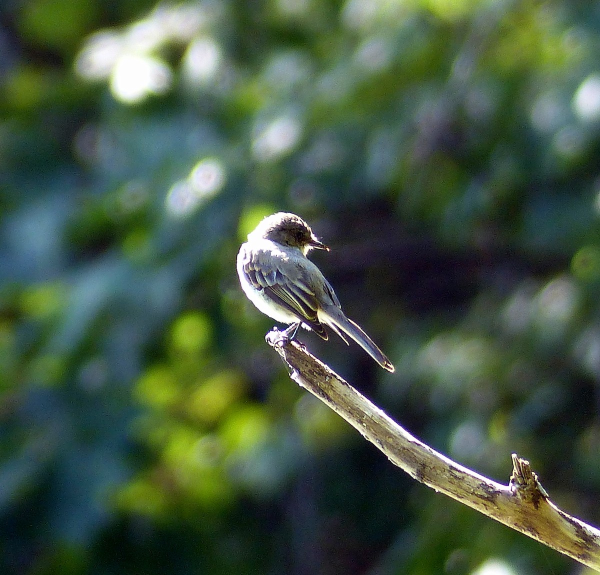 Eastern Phoebe - ML645068717