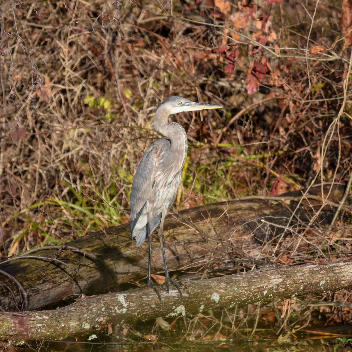 Great Blue Heron - ML645068718