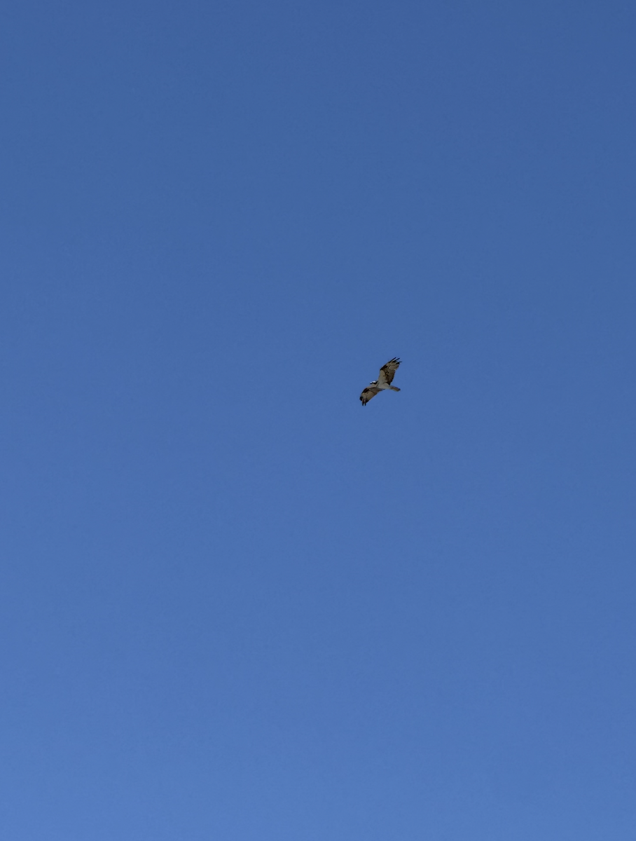 Osprey - ML645068731