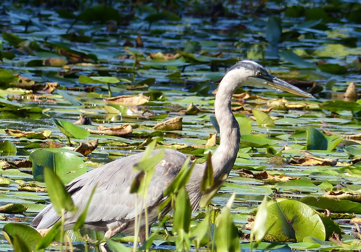 Great Blue Heron - ML645068732