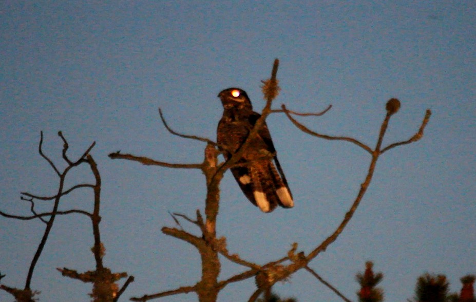 Өрнийн эргүүбор - ML645068793