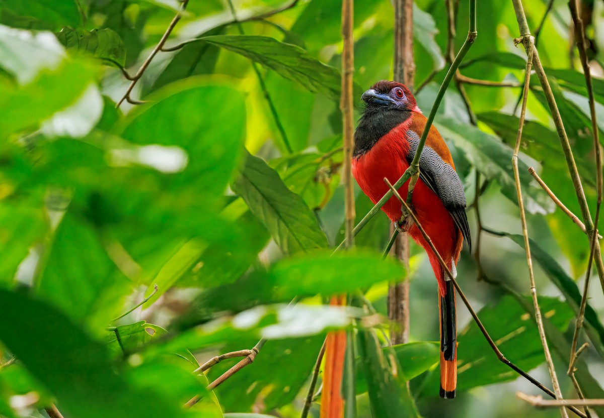 Diard's Trogon - ML645068794