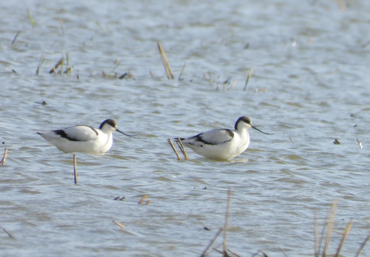 Pied Avocet - ML645068795