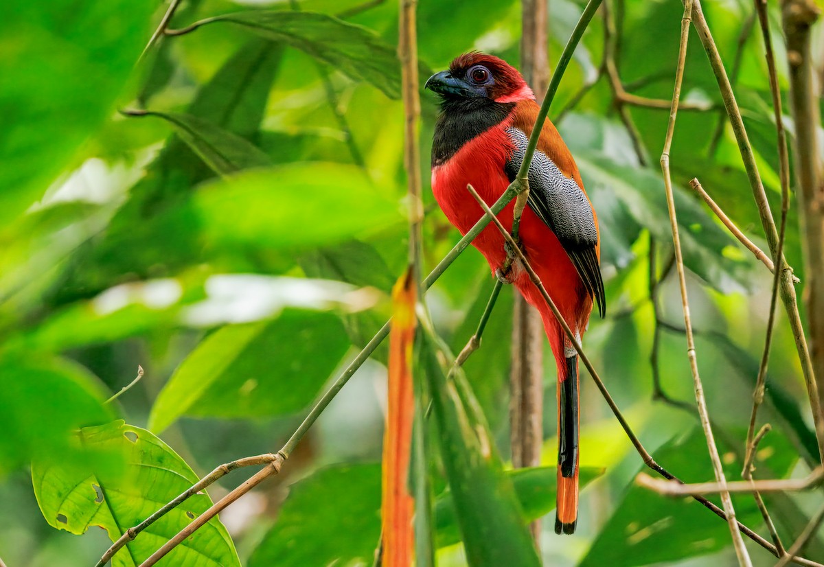 Diard's Trogon - ML645068796