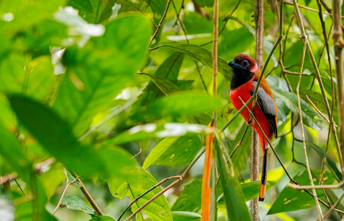 Diard's Trogon - ML645068797