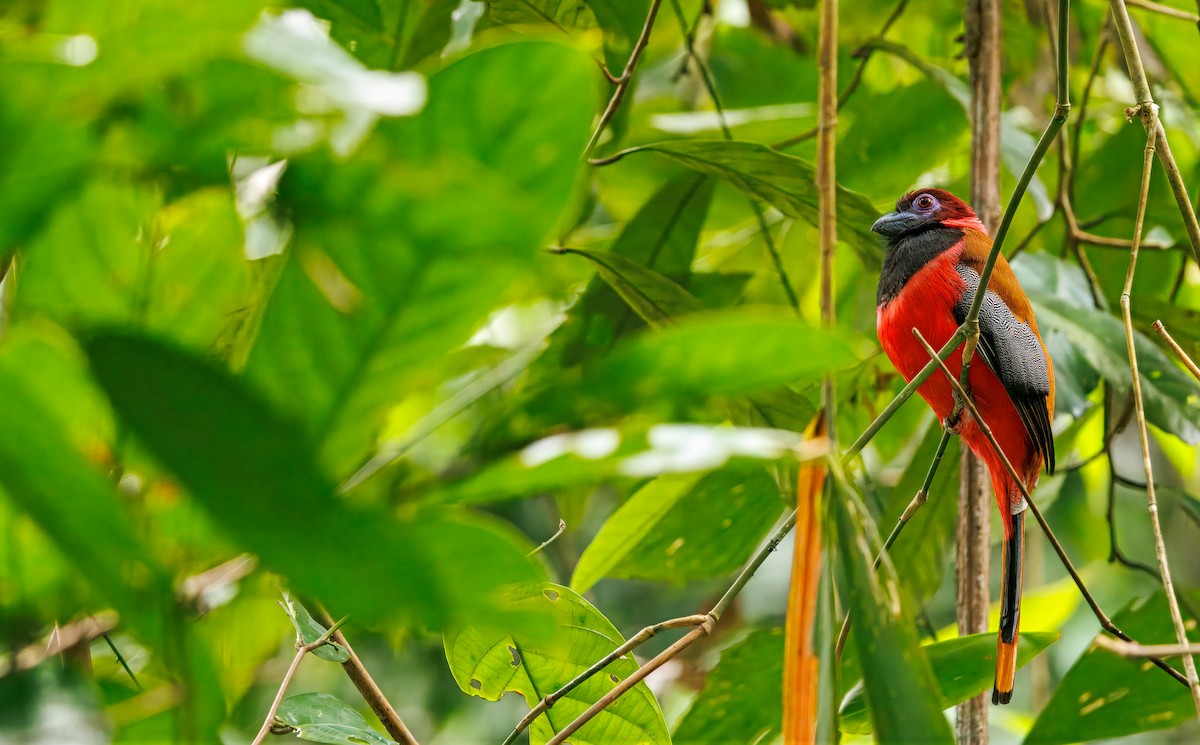 Diard's Trogon - ML645068798
