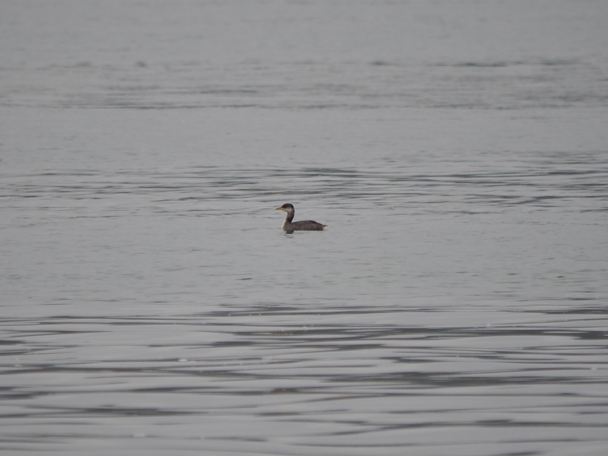 Red-necked Grebe - ML645068812