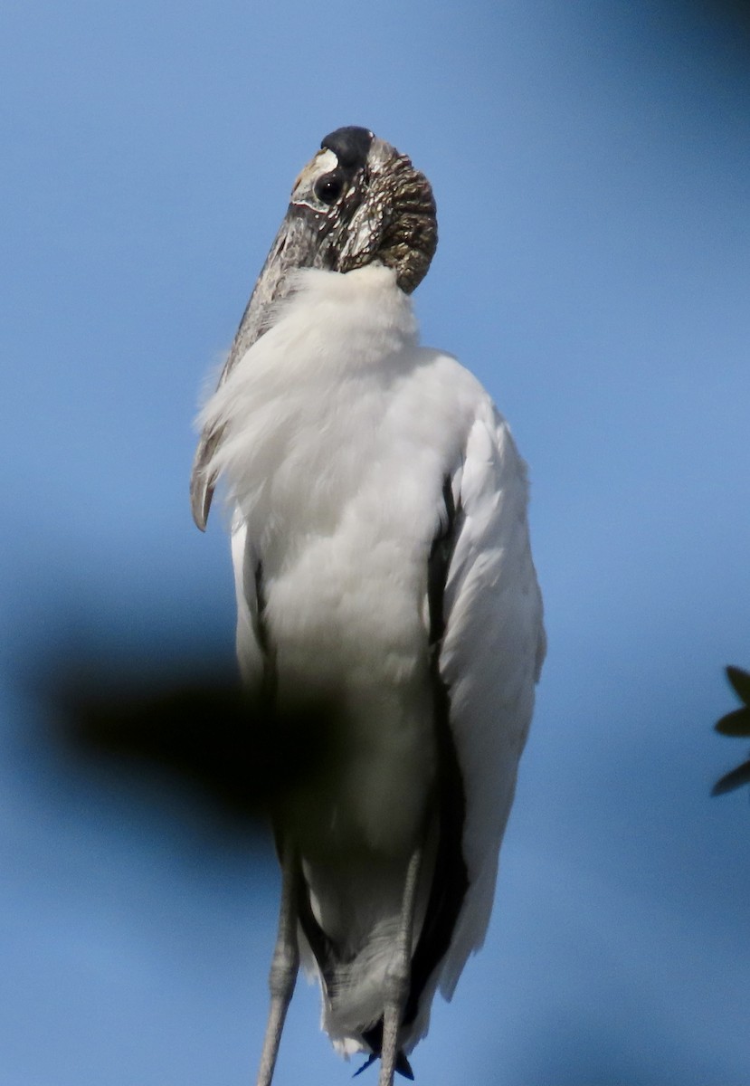 Wood Stork - ML645068815