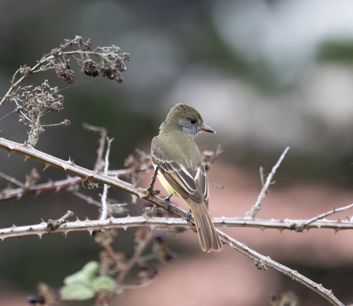Great Crested Flycatcher - ML645068817