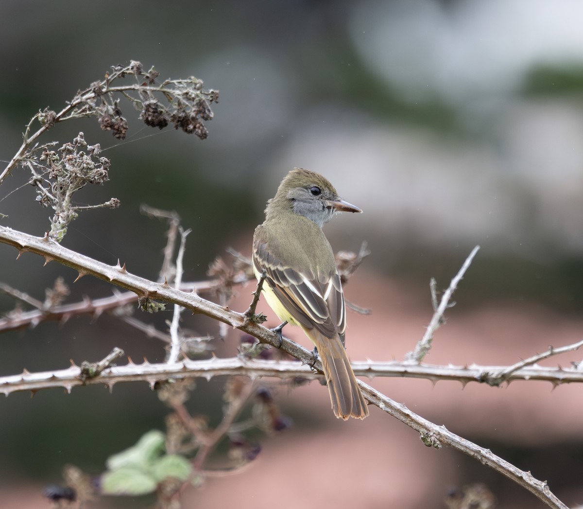 Great Crested Flycatcher - ML645068818