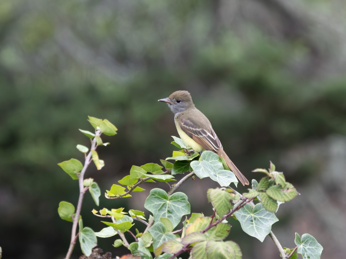 Great Crested Flycatcher - ML645068819