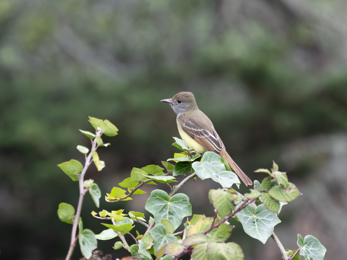 Great Crested Flycatcher - ML645068820