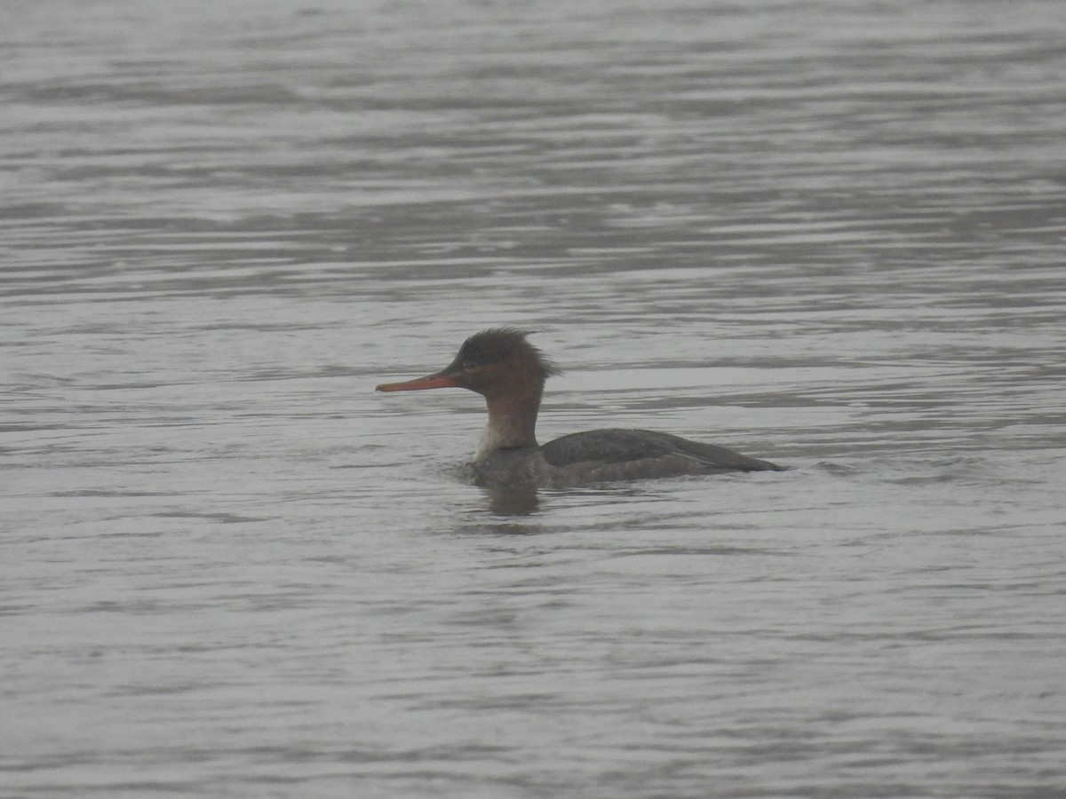 Red-breasted Merganser - ML645068830