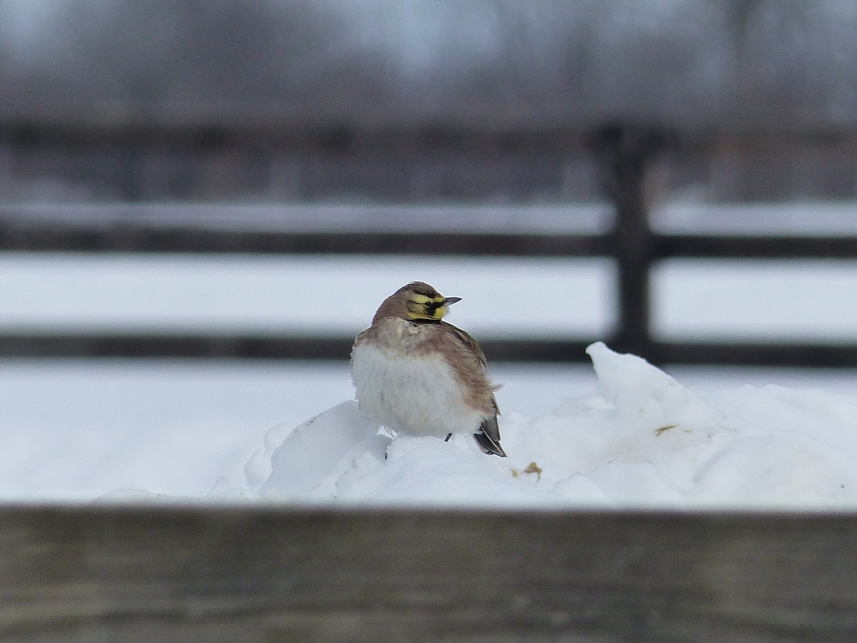 Horned Lark - ML645068837