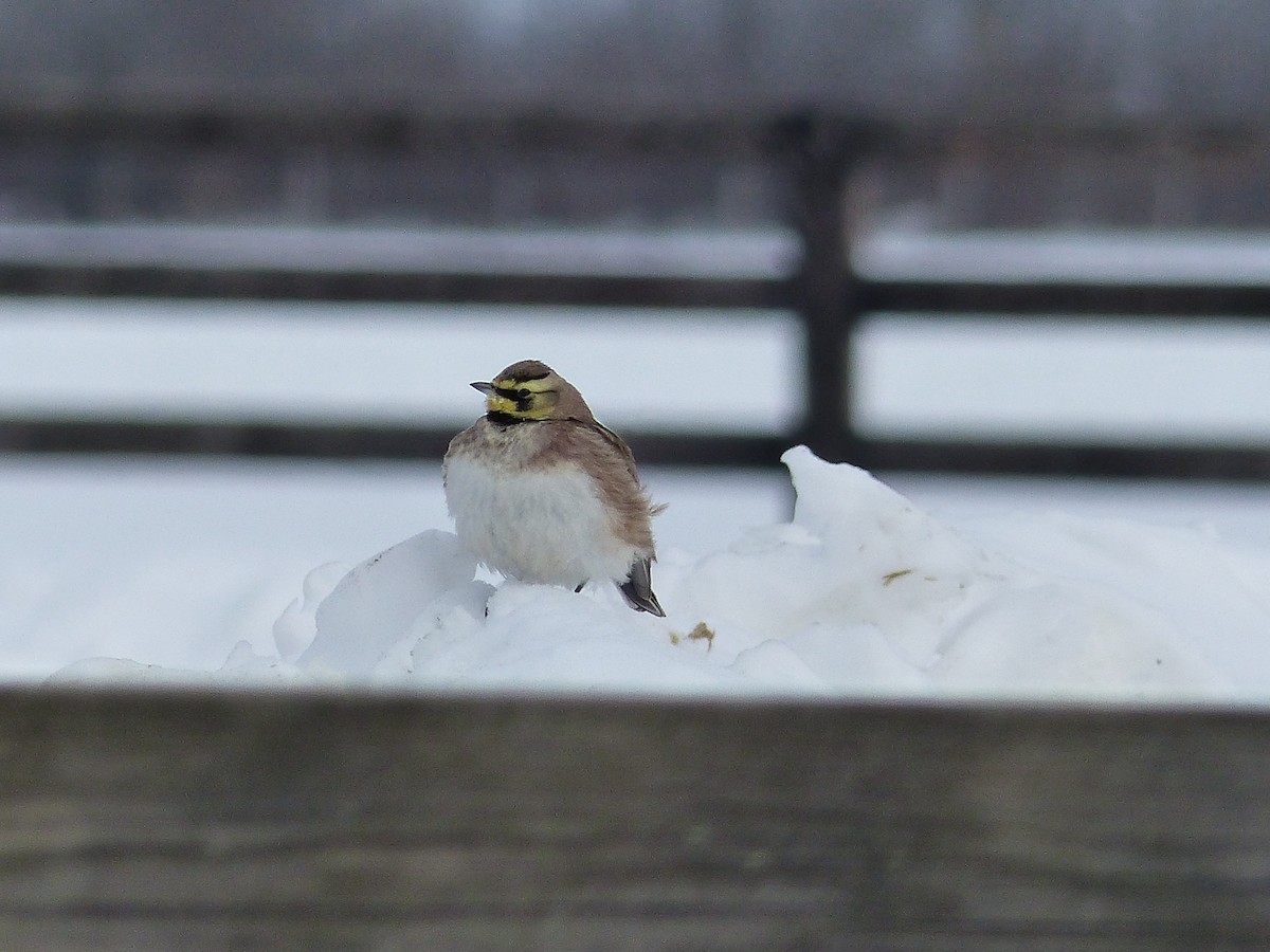 Horned Lark - ML645068838