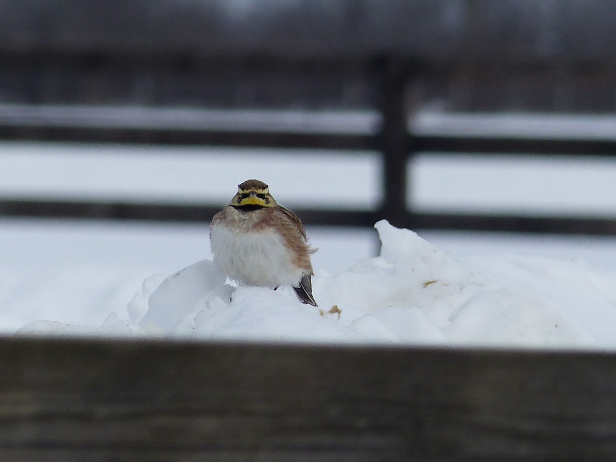 Horned Lark - ML645068839