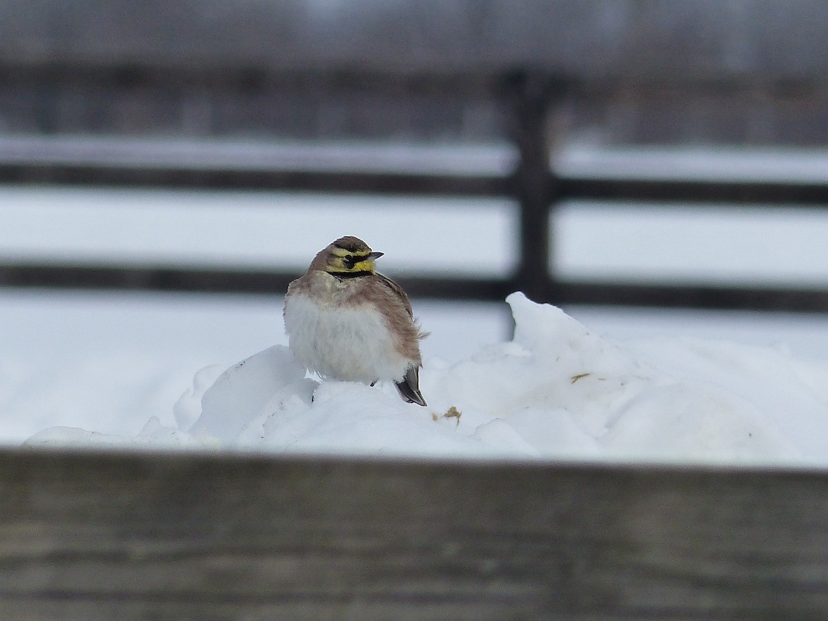 Horned Lark - ML645068840