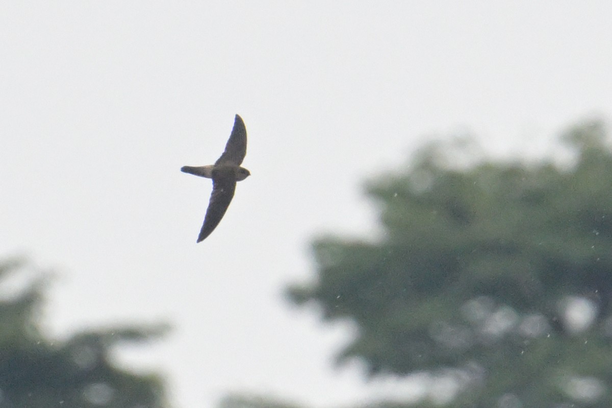 House Swift - ML645068843