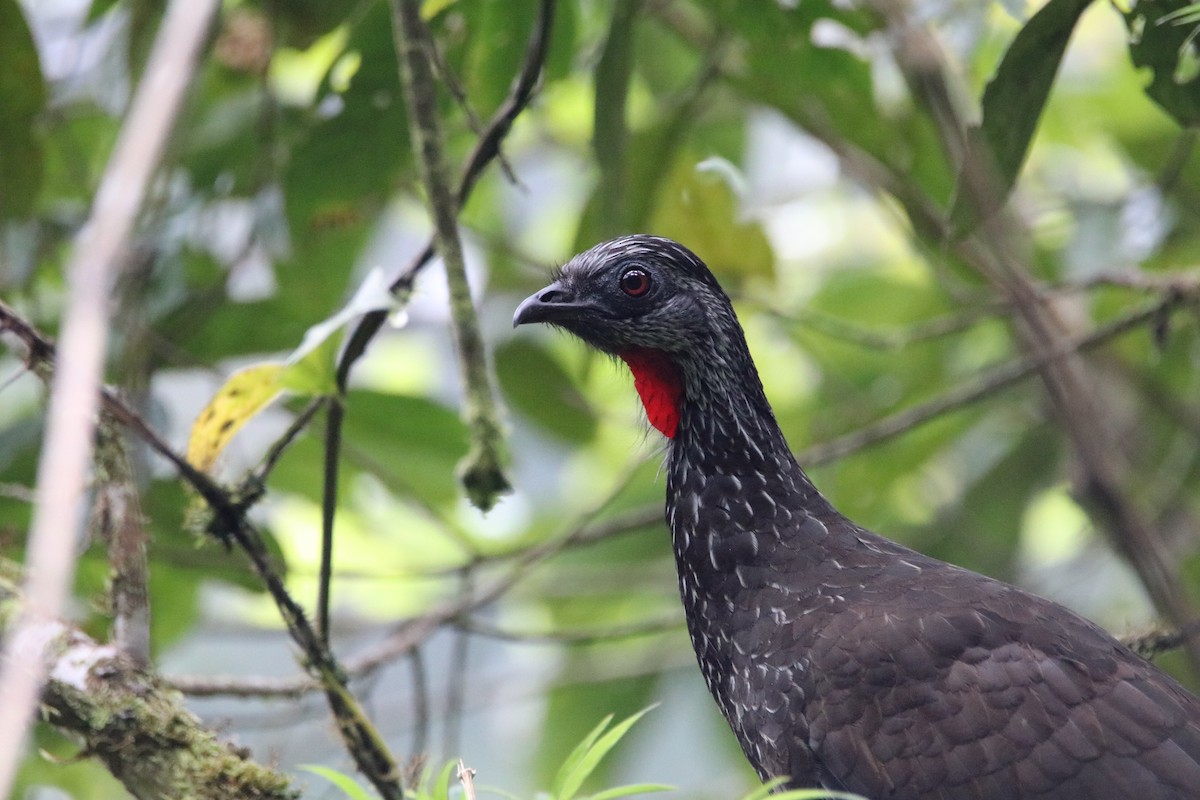 Пенелопа андська - ML645068853