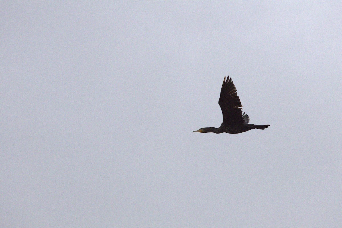 kormorán velký - ML645068858