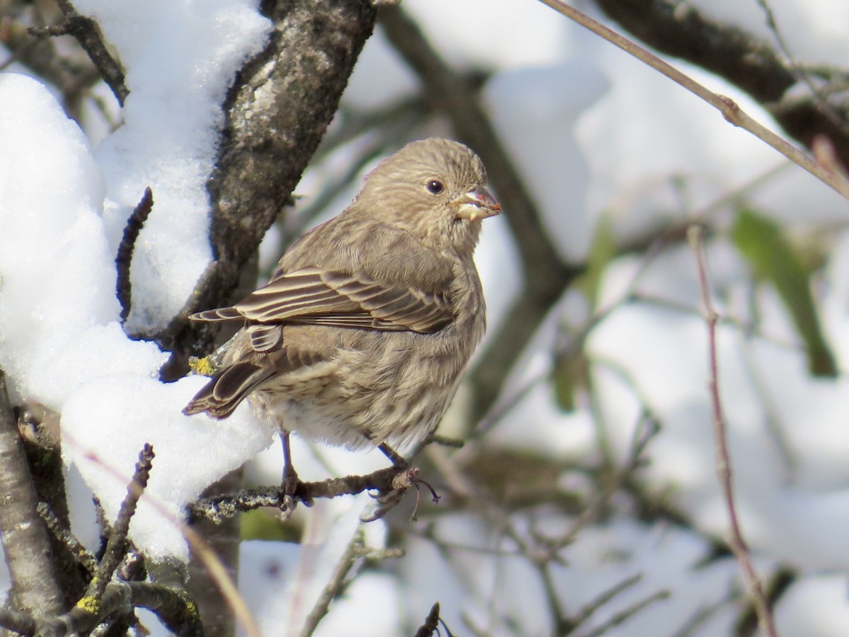 House Finch - ML645068861