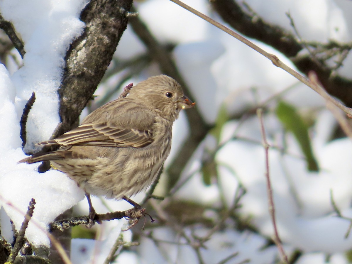 House Finch - ML645068862