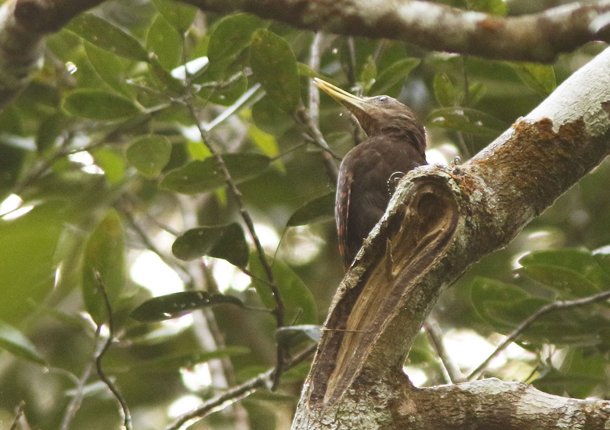 Pito Orejirrojo - ML645068877