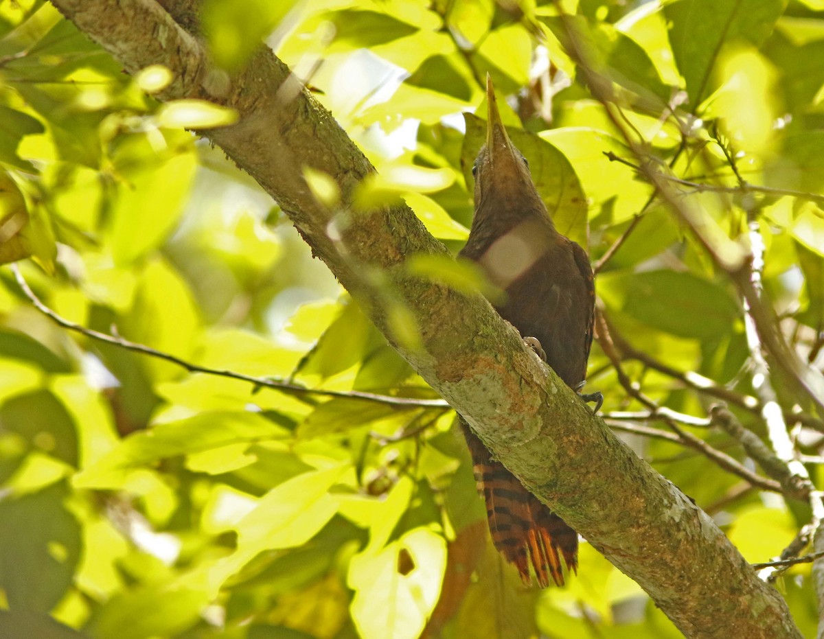 Bay Woodpecker - ML645068878
