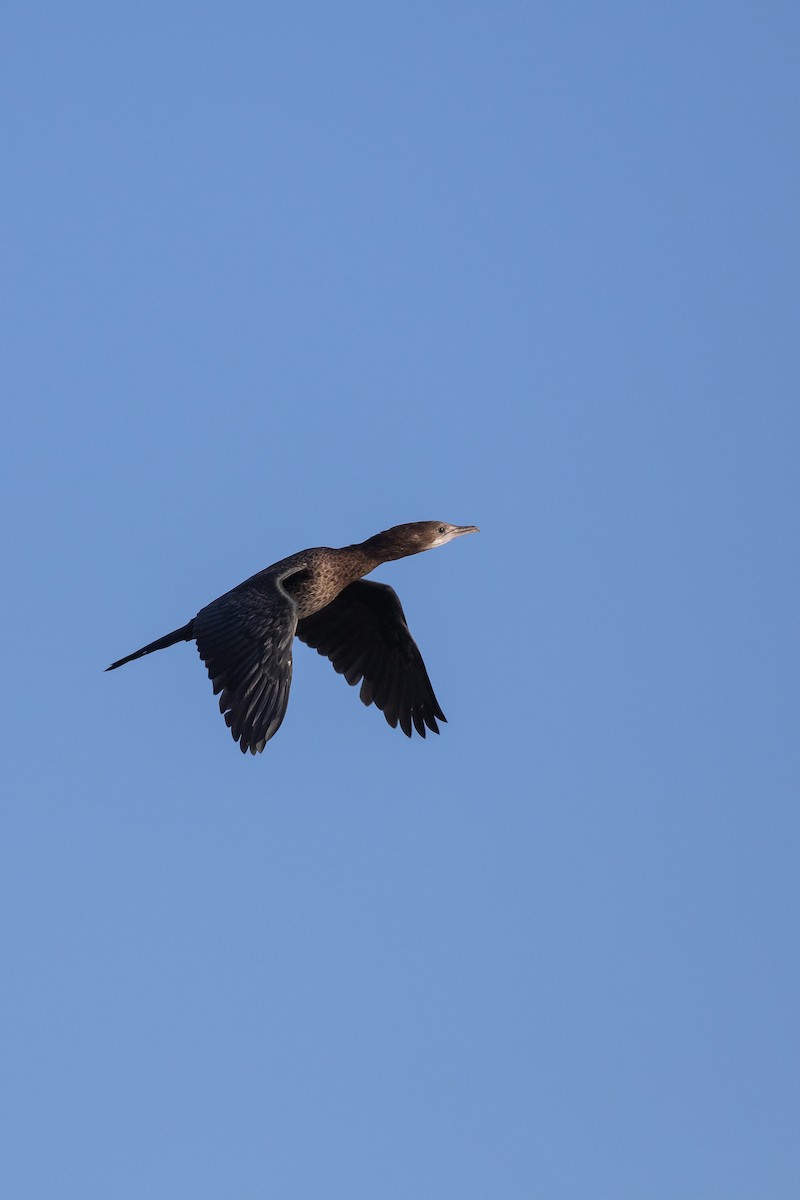 Pygmy Cormorant - ML645068887