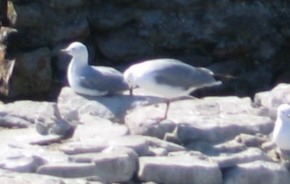 Hartlaub's Gull - ML645068888