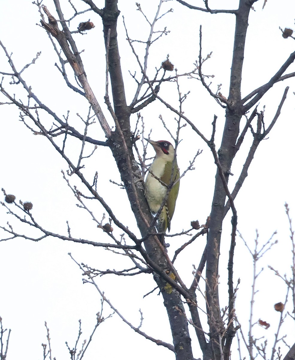 Eurasian Green Woodpecker - ML645068900
