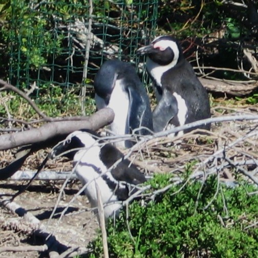 African Penguin - ML645068911