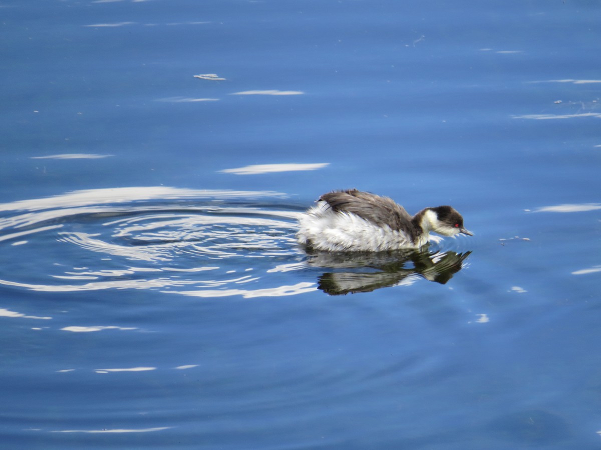 Silvery Grebe (Andean) - ML645068923
