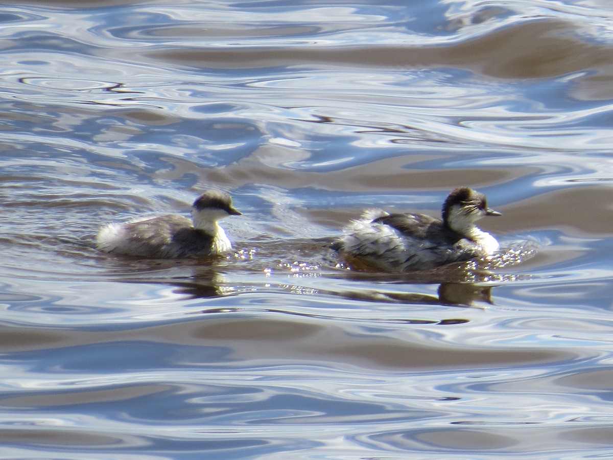 Silvery Grebe (Andean) - ML645068924