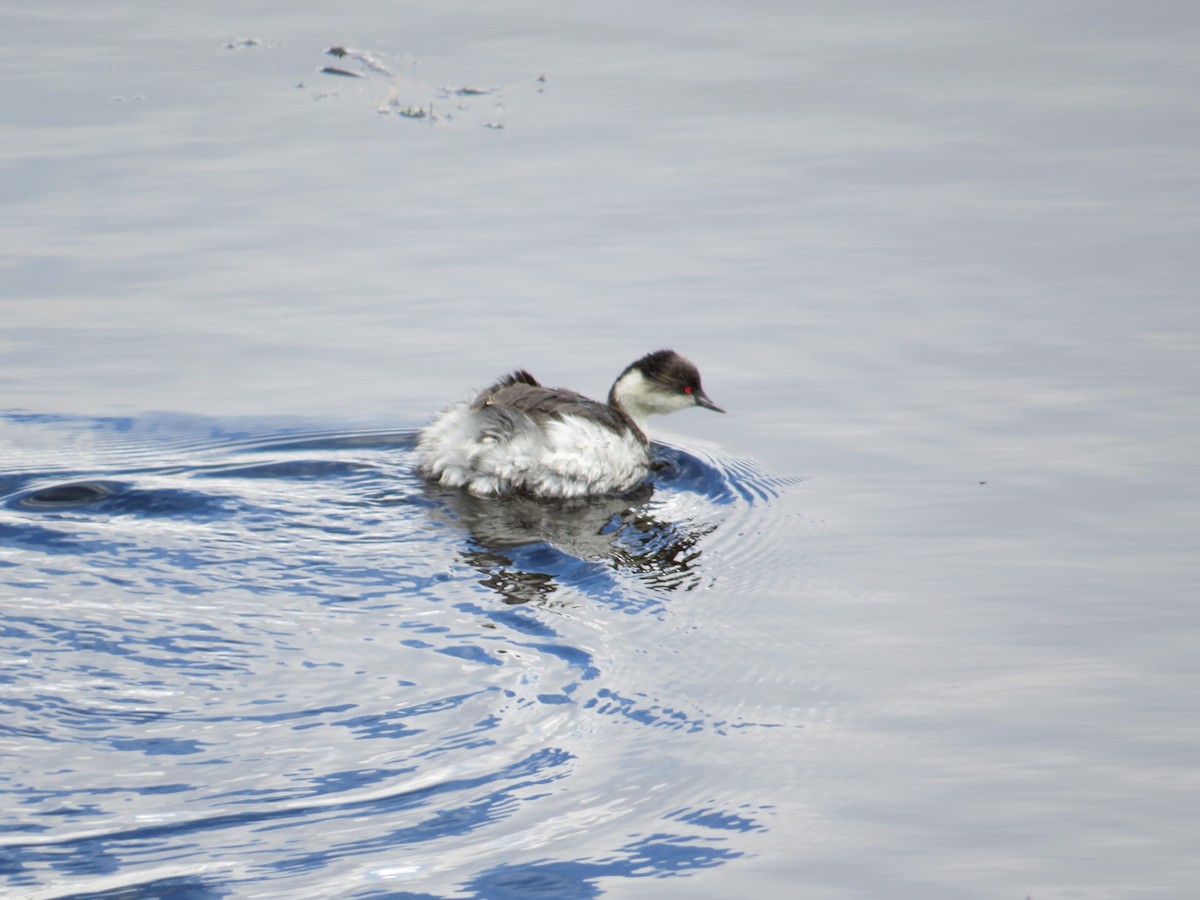 Silvery Grebe (Andean) - ML645068925