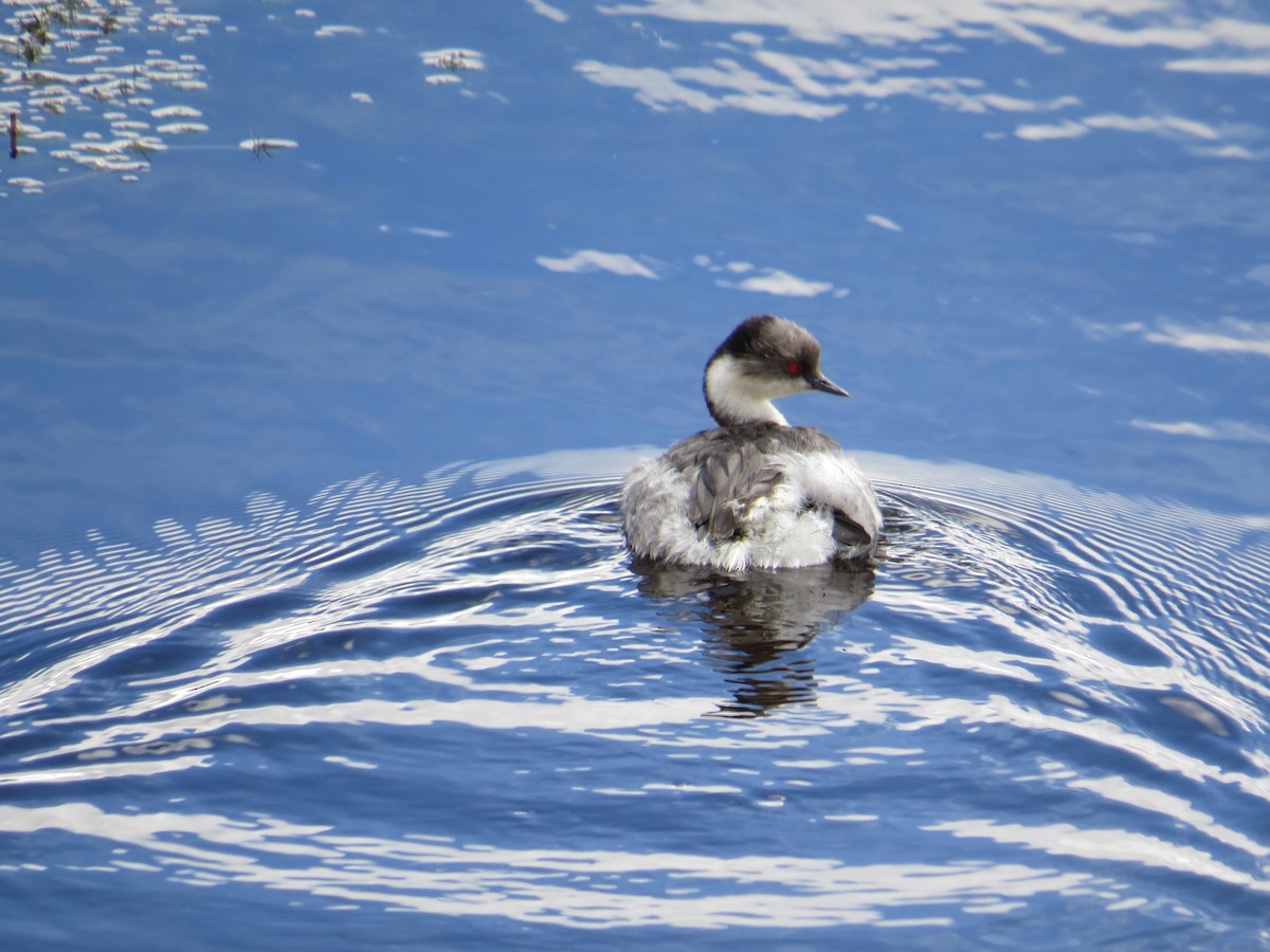 Silvery Grebe (Andean) - ML645068926