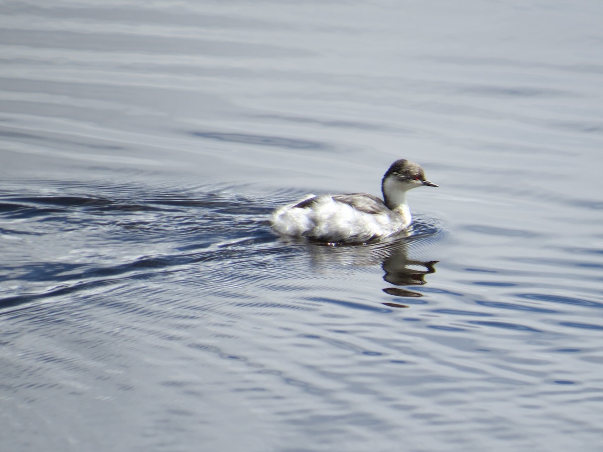 Silvery Grebe (Andean) - ML645068927