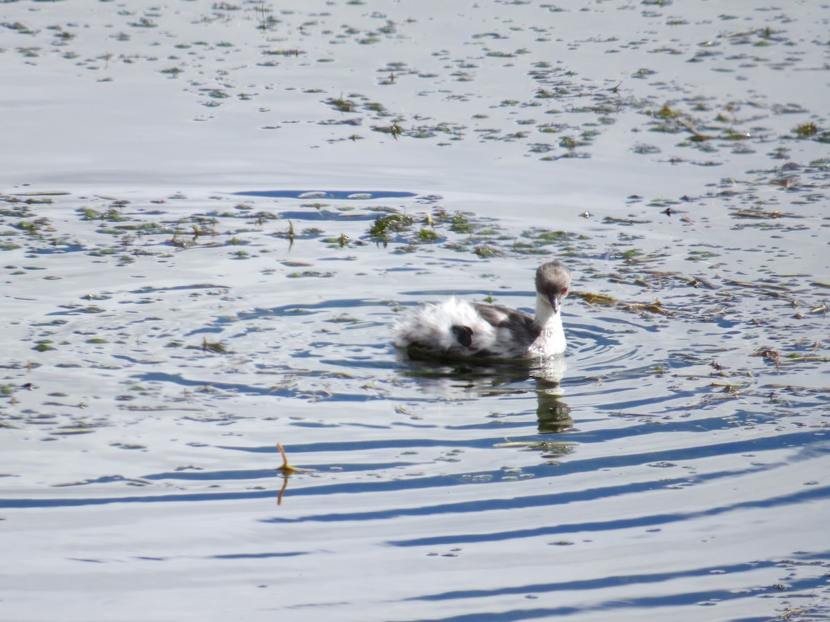 Silvery Grebe (Andean) - ML645068928