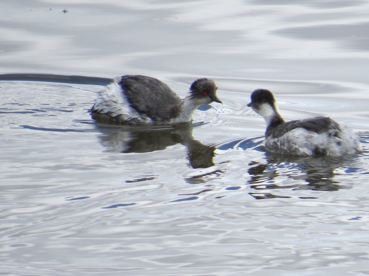 Silvery Grebe (Andean) - ML645068929