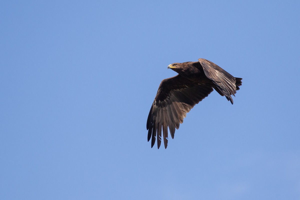 Greater Spotted Eagle - ML645068931