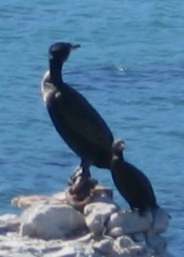 Great Cormorant (White-breasted) - ML645068944
