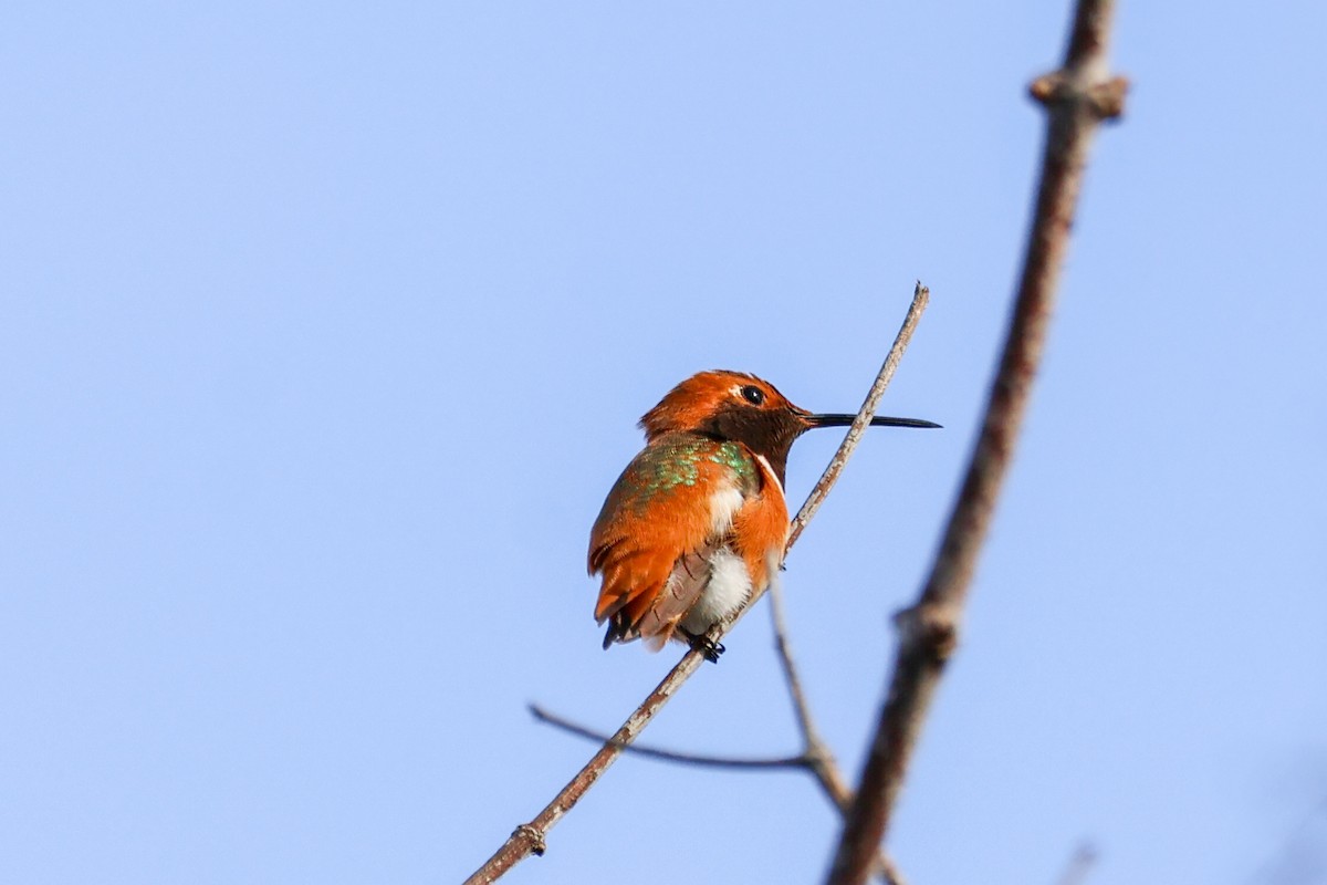 Grünrücken-Zimtelfe - ML645068967