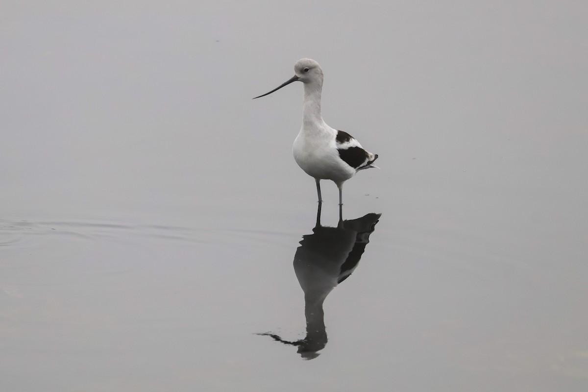 Braunhals-Säbelschnäbler - ML645068982