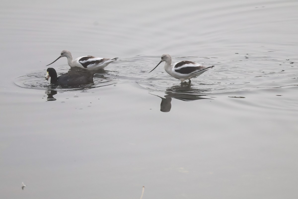 Braunhals-Säbelschnäbler - ML645068983