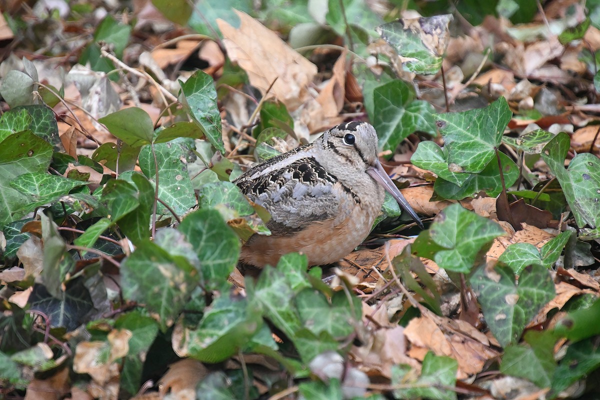 American Woodcock - ML645068996