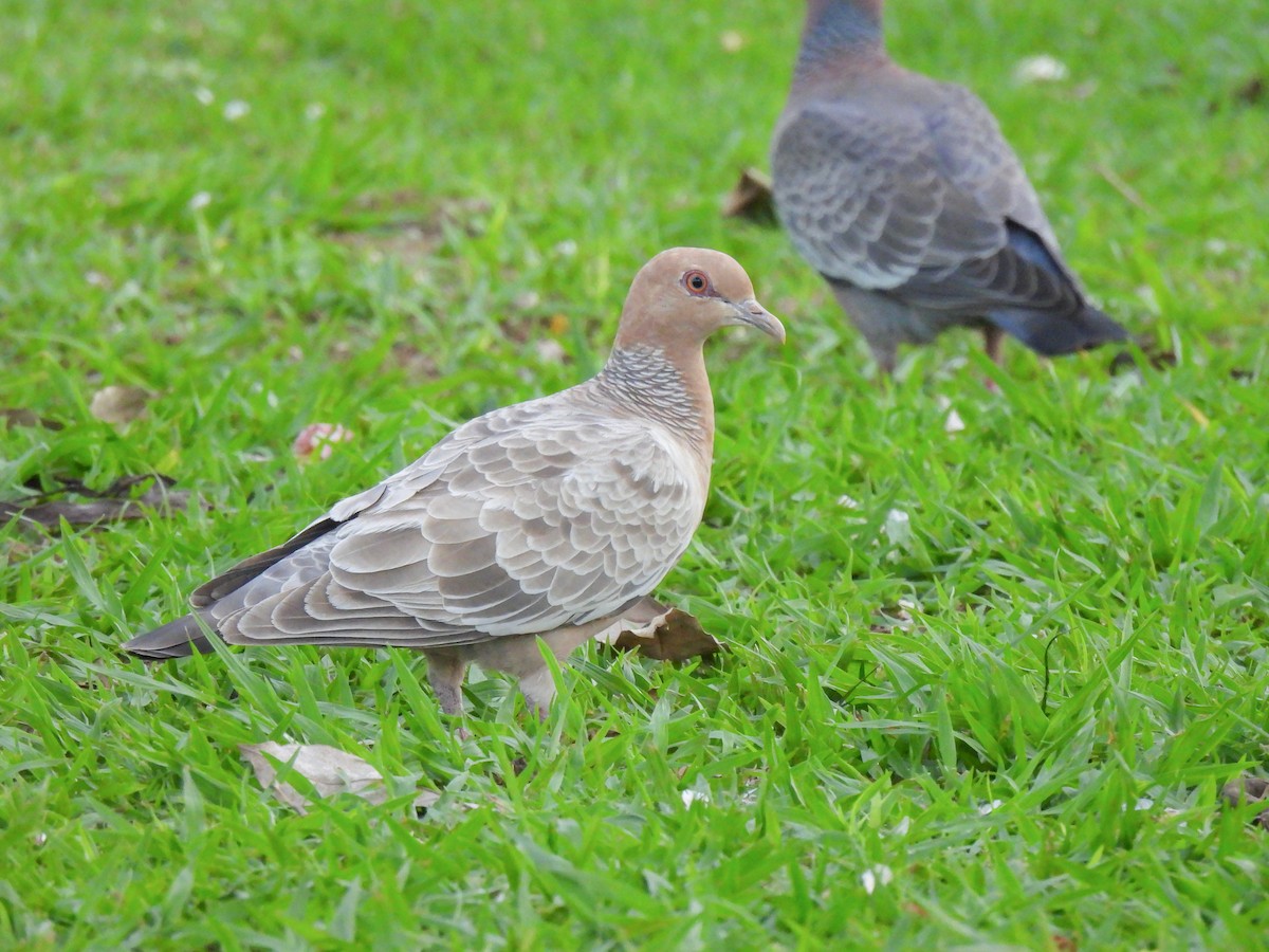 Pikazuro Güvercini - ML645068999