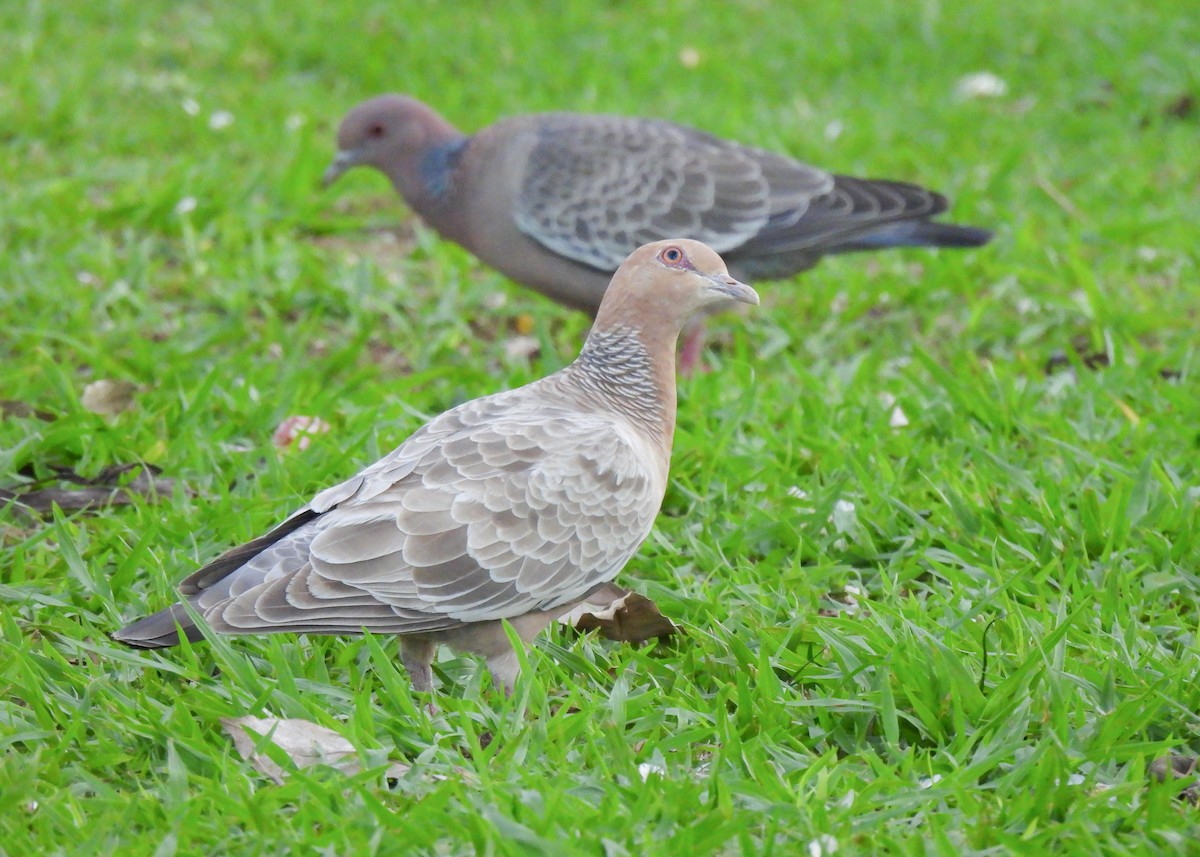 Pikazuro Güvercini - ML645069000