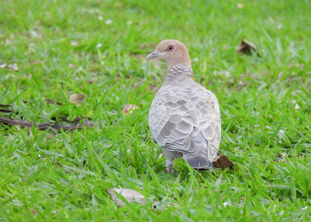 Pikazuro Güvercini - ML645069001