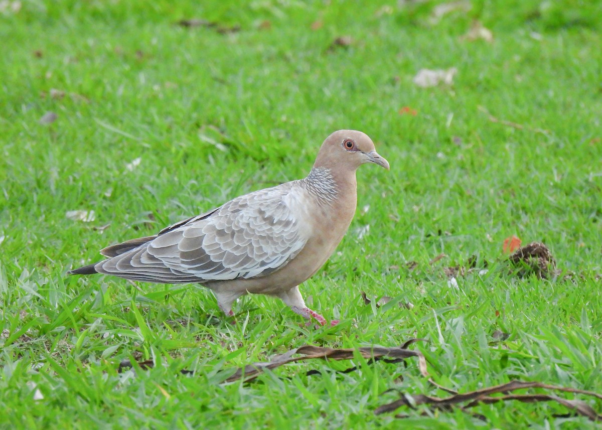 Pikazuro Güvercini - ML645069002