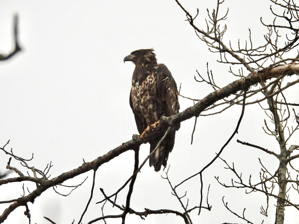 Bald Eagle - ML645069003
